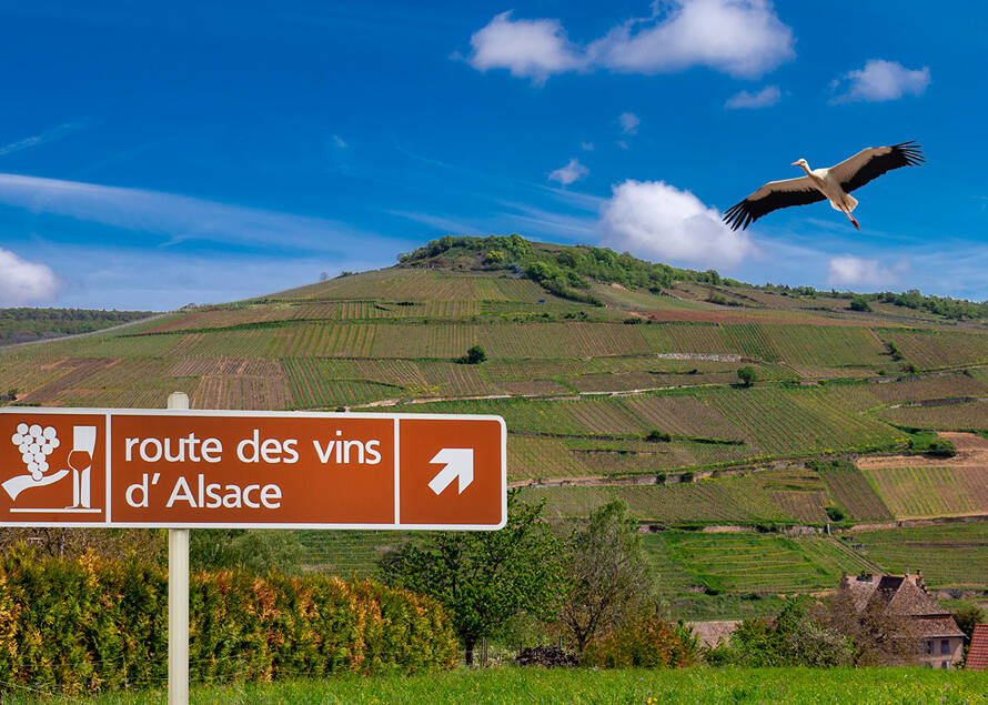 route des vins alsace